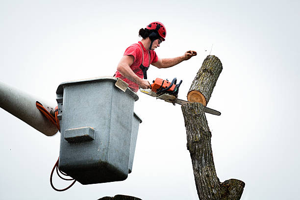 Best Root Management and Removal  in , VA